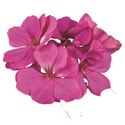 Afbeelding van Geranium Staand P12 Dolce vita evi blue